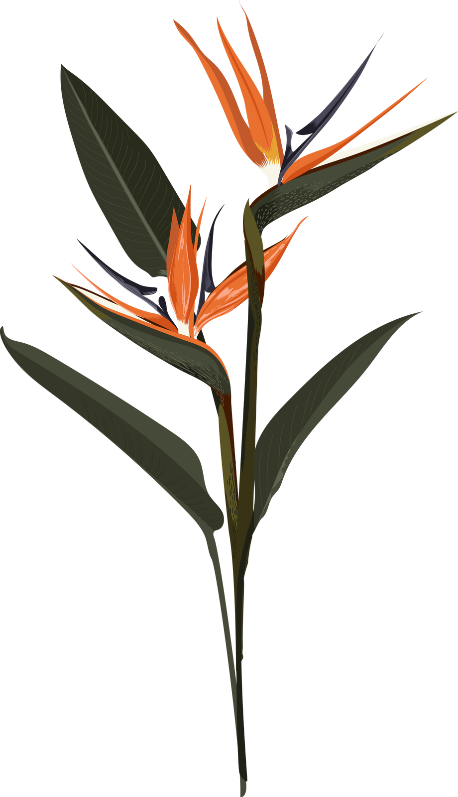 Bird of Paradise Tropical Leaves Illustration Element
